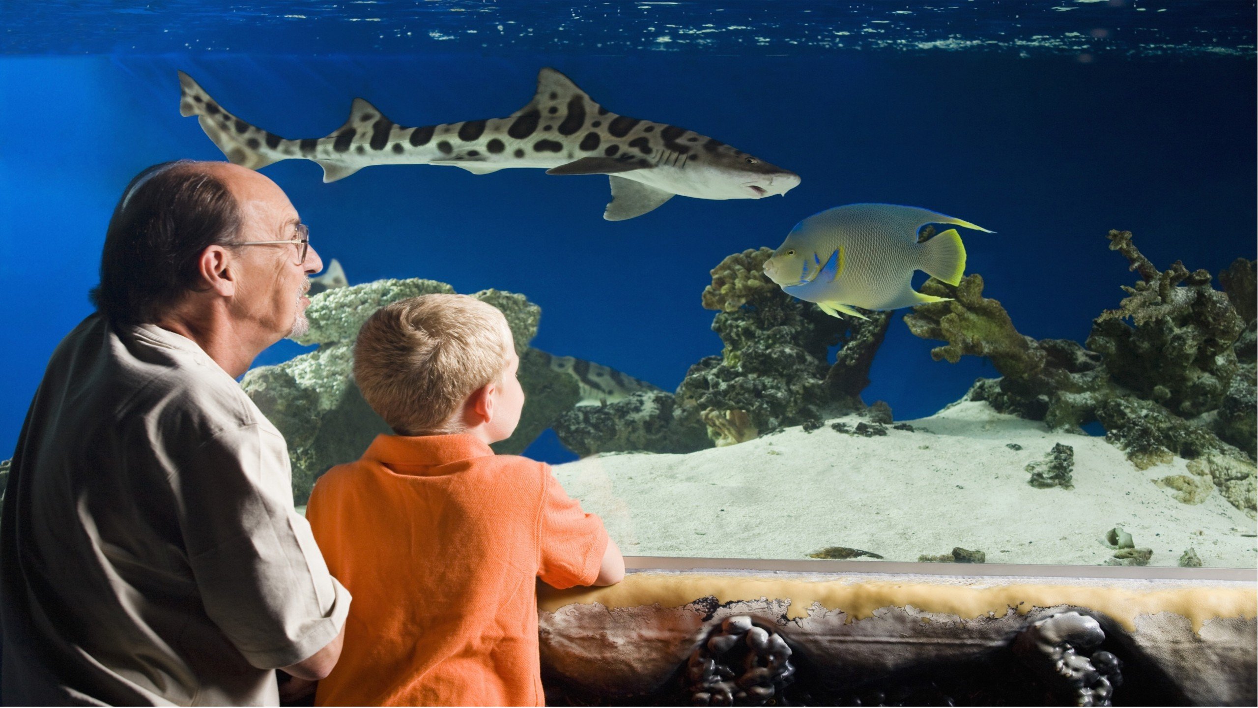 Sleep With Sharks at the Austin Aquarium : Stay the Night at the Aquarium