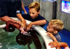 Austin Aquarium kids petting an octopus