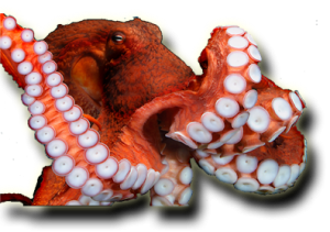 Austin Aquarium Octopus