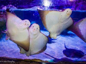 Austin Aquarium Things To Do With Kids In Austin