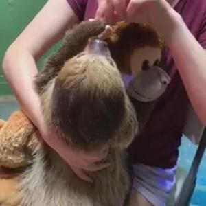 Sloth Encounter Austin Aquarium Top 10 Tourist things to do Austin Texas