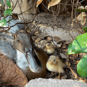 Baby Ducks Spring at Austin Aquarium best things to do with kids Austin Texas