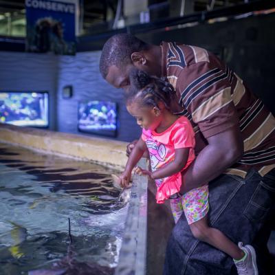 Feed Stingrays at the Austin Aquarium!