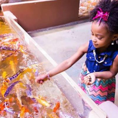 Feed Koi Fish at the Austin Aquarium