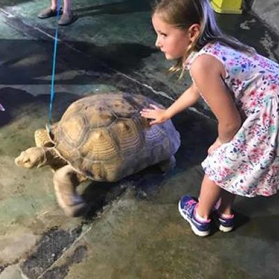 Touch and Feed Live Tortoise at the Austin Aquarium