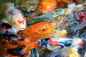 Koi at the aquarium