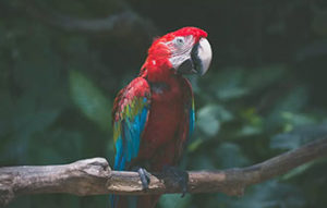 Macaws at the aquarium