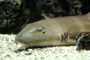 Sharks at the aquarium