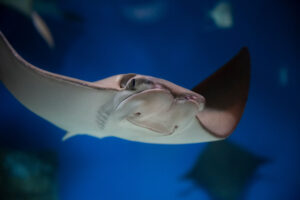 Stingrays at the aquarium