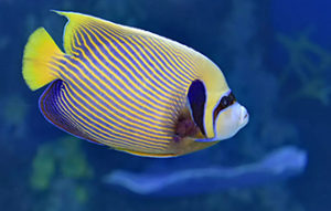 Tropical Fish at the aquarium