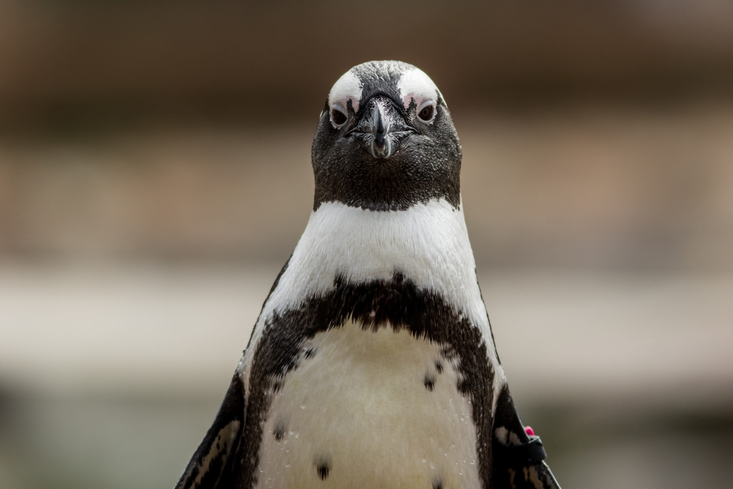 AFRICAN PENGUIN