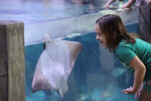 Girl observes a stingray at Austin Aquarium
